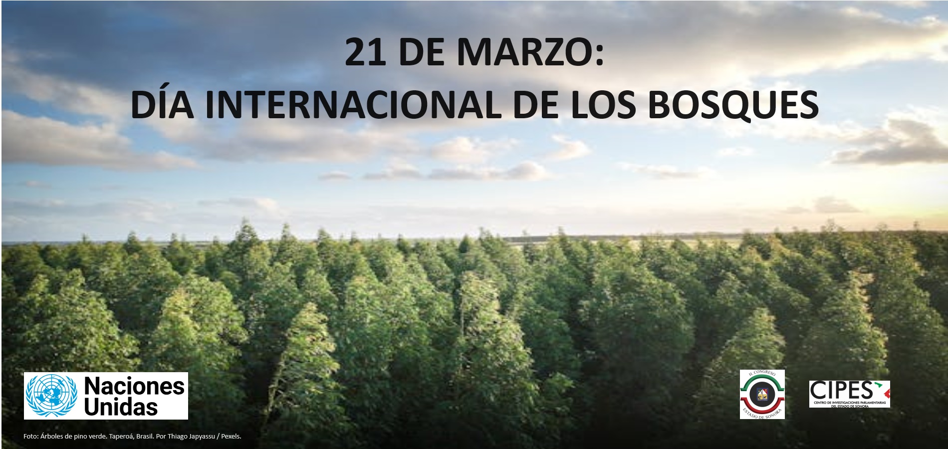 Imagen de DÍA INTERNACIONAL DE LOS BOSQUES