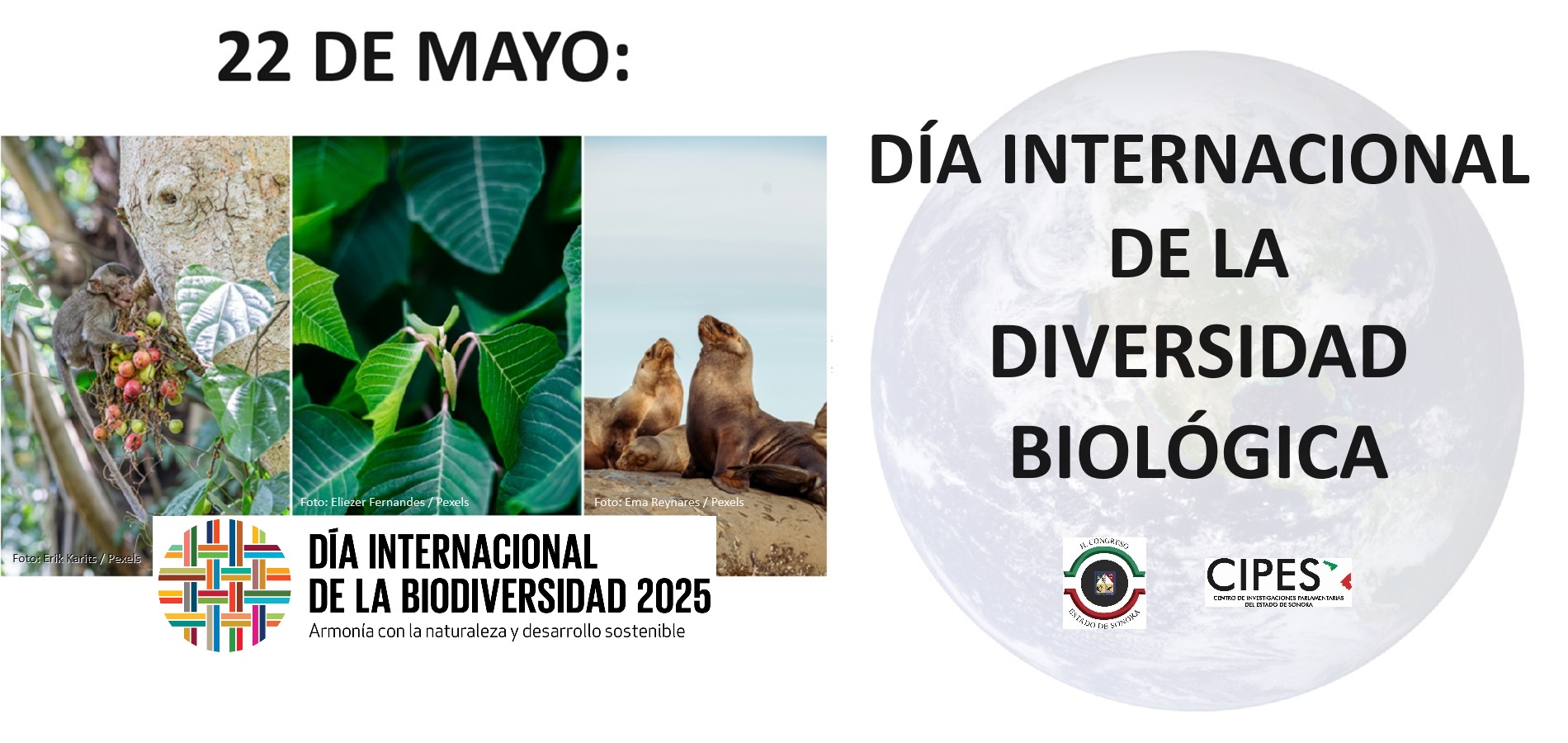 Imagen de DÍA INTERNACIONAL DE LA DIVERSIDAD BIOLÓGICA